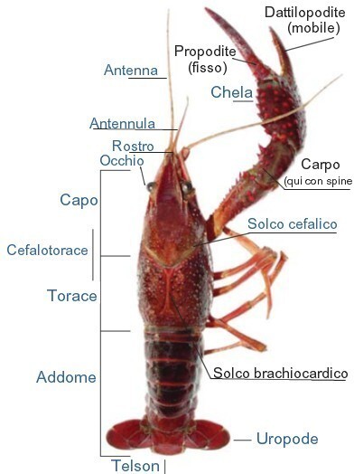 Schematizzazione anatomia gambero